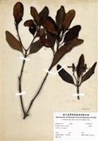 藏品(水筆仔)的圖片